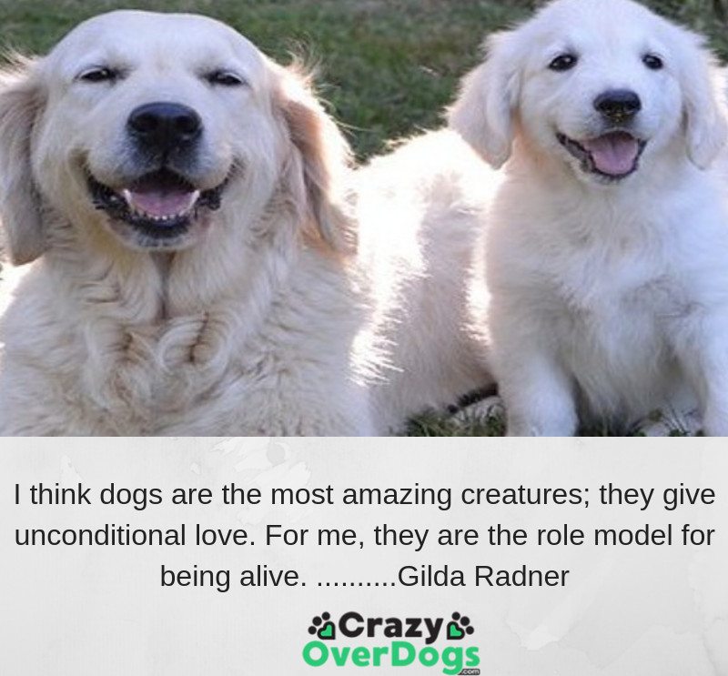 Inspirational Dog Quotes - I think dogs are the most amazing creatures. They give unconditional love. For me, they are the role model for being alive.......... Gilda Radner.