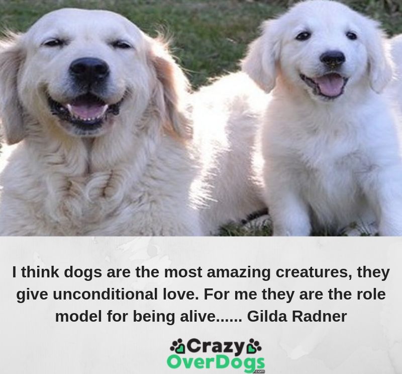 I think dogs are the most amazing creatures, they give unconditional love. For me they are the role model for being alive...... Gilda Radner