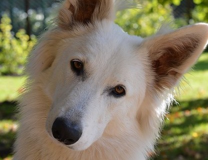 Why Do Dogs Tilt Their Heads: