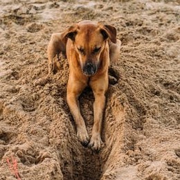Why Do Dogs Dig Holes and Bury Things