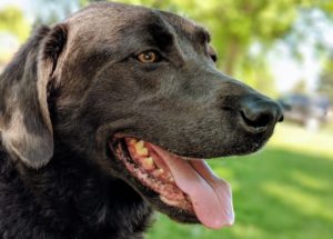 Common Problems Adopting Rescue Dogs 