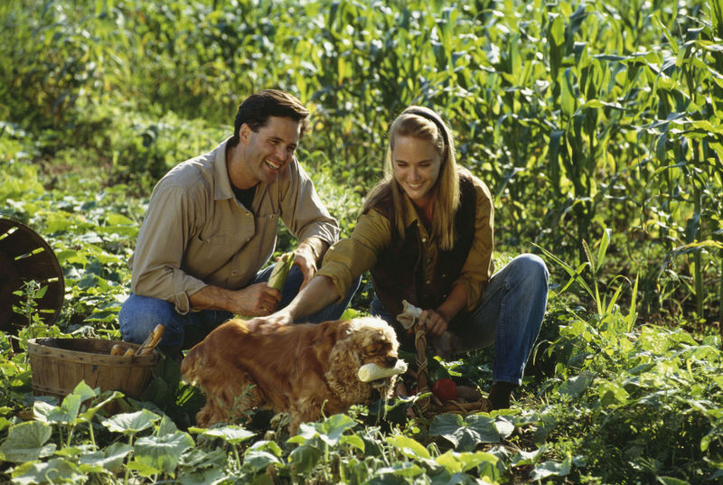 Why Do Dogs Eat Grass Sometimes: