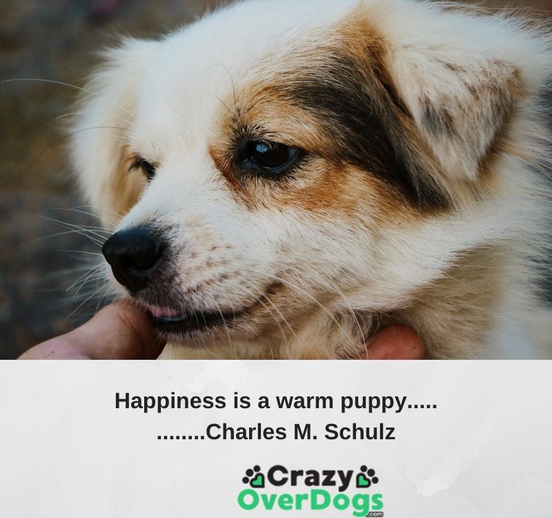 Inspirational Dog Quotes - Happiness is a warm puppy.......Charles Schultz