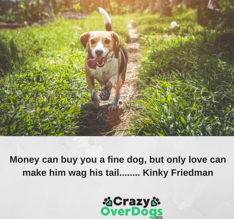 Inspirational Dog Quotes - Money can buy you a fine dog, but only love can make him wag his tail. ...........Kinky Friedman