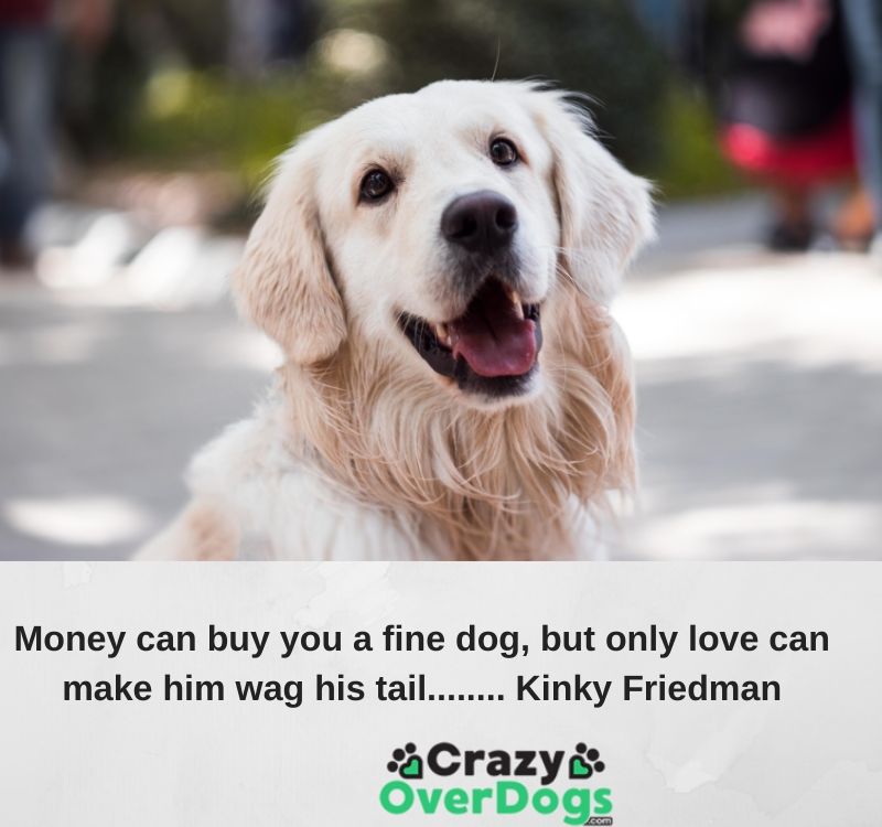Money can buy you a fine dog, but only love can make him wag his tail........ Kinky Friedman