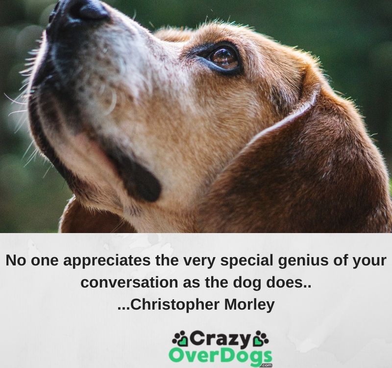 No one appreciates the very special genius of your conversation as the dog does.....Christopher Morley