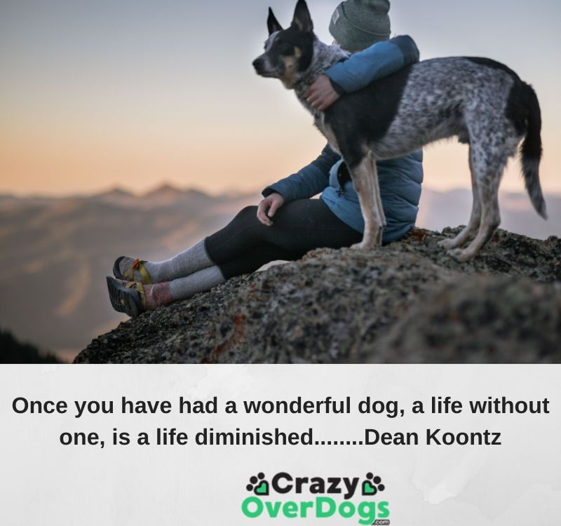 Once you have a wonderful dog, a life without one, is a life diminished......Dean Koontz