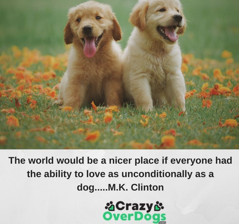 The world would be a nicer place if everyone had the ability to love as unconditionally as a dog...M.K. Clinton