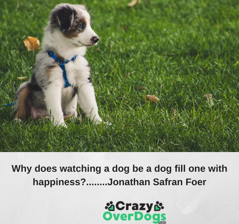 Why does watching a dog be a dog fill one with happiness?........Jonathan Safran Foer