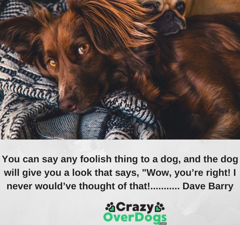 You can say any foolish thing to a dog, and the dog will give you a look that says, "Wow, you’re right! I never would’ve thought of that!........... Dave Barry