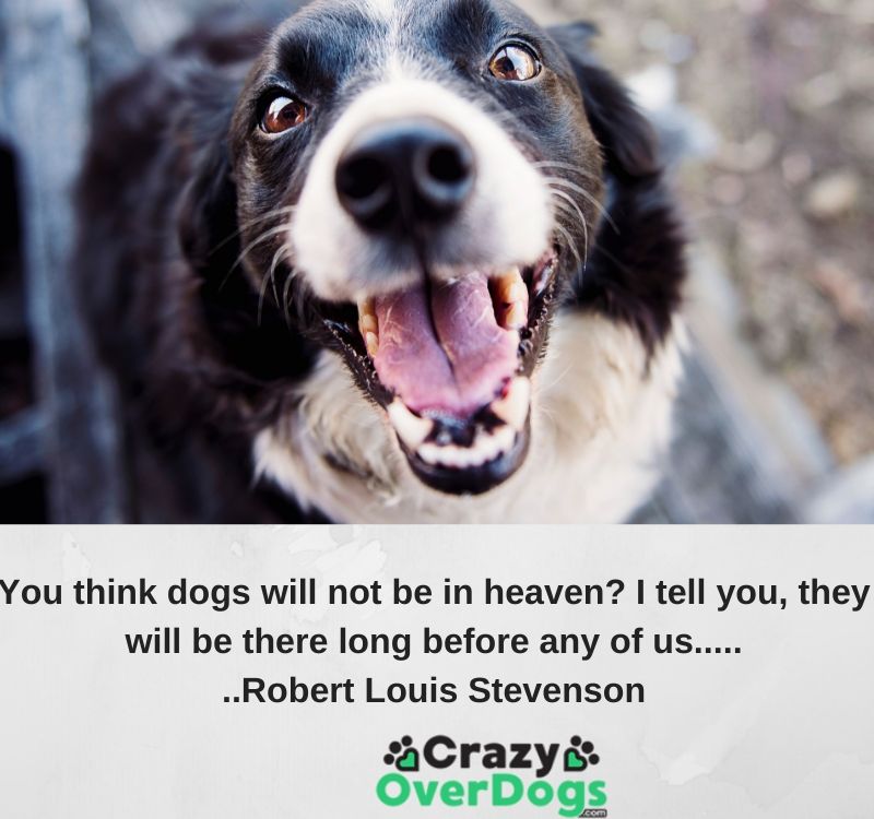 You think dogs will not be in heaven? I tell you, they will be there long before any of us....Robert Louis Stevenson