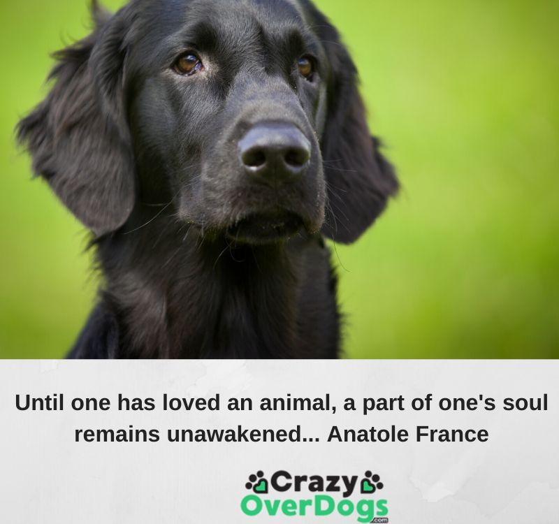 Until one has loved an animal, a part of one's soul remains unawakened..... Anatole France