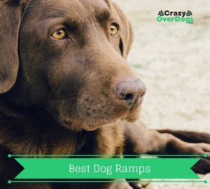 Buying Guide For Dog Product - Best Ramp For Dogs