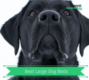 Buying Guide for best large dog beds