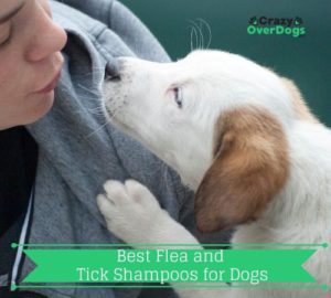 Best Flea and Tick Shampoo for Dogs