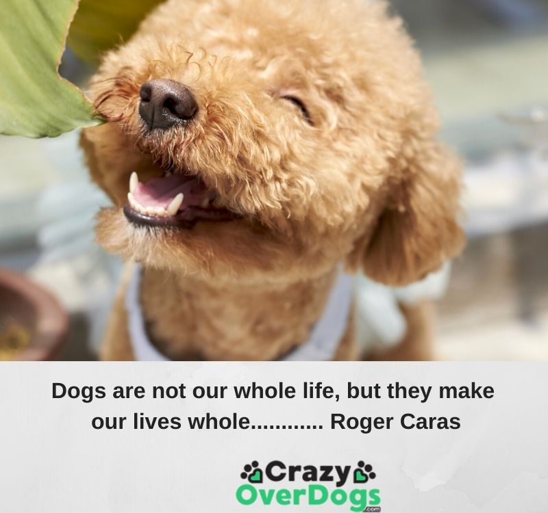 best inspirational dog quote - dogs are not our whole life, but they make our lives whole..roger caras