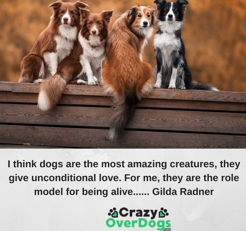 I think dogs are the most amazing creatures, they give unconditional love. For me, they are the role model for being alive...... Gilda Radner