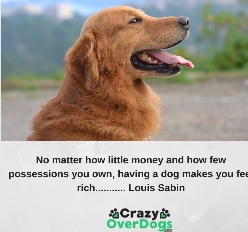 Inspirational Dog Quotes for Dog Lovers - y and how few possessions, you own, having a dog makes you rich...........Louis Sabin
