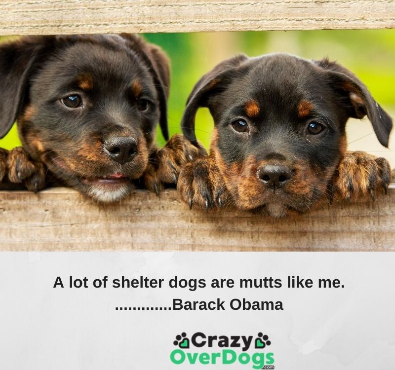 Inspirational Dog Quotes - A lot of shelter dogs are mutts like me. .............Barack Obama