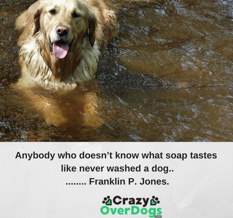 Inspirational Dog Quotes - Anybody who doesn’t know what soap tastes like never washed a dog.......... Franklin P. Jones.