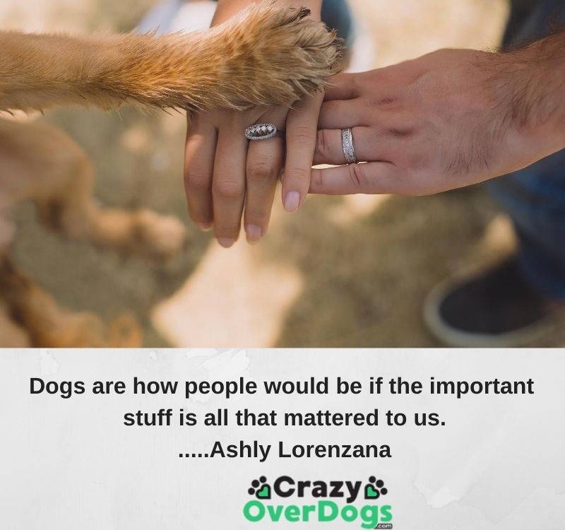 Inspirational Dog Quotes - Dogs are how people would be if the important stuff is all that mattered to us.....Ashly Lorenzana