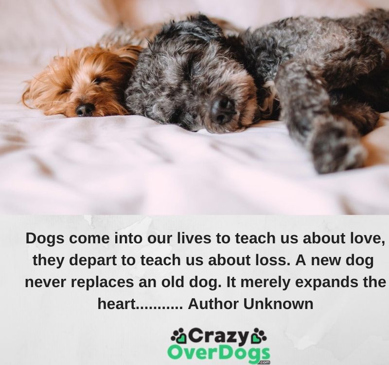 Inspirational Dog Quotes - Dogs come into our lives to teach us about love, they depart to teach us about loss. A new dog never replaces an old dog. It merely expands the heart........... Author Unknown