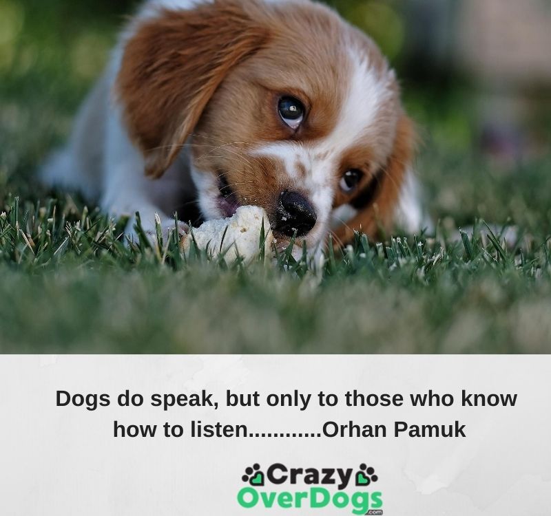 Inspirational Dog Quotes - 40).   Dogs do speak, but only to those who know how to listen...........Orhan Pamuk