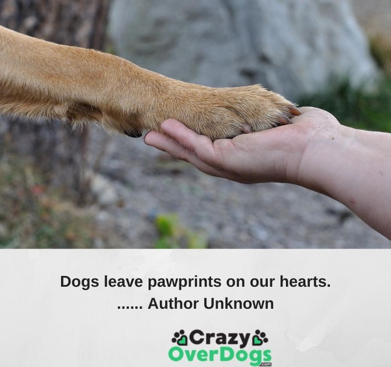 Inspirational Dog Quotes for Dog Lovers -  Dogs leave pawprints on our hearts....... Author Unknown