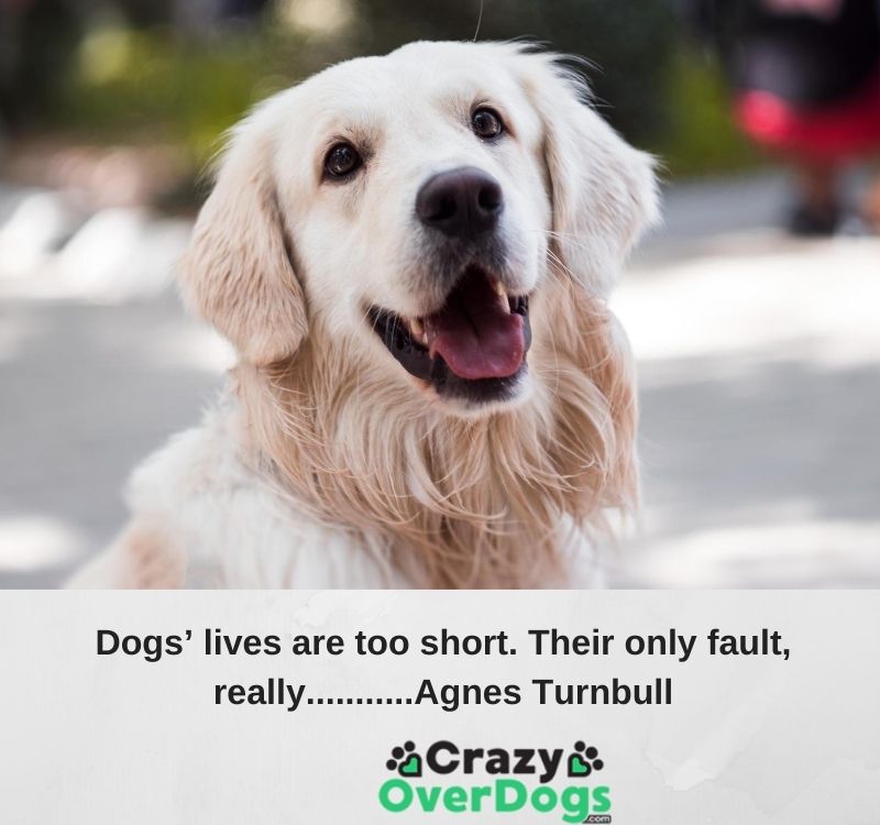 Dogs’ lives are too short. Their only fault, really...........Agnes Turnbull
