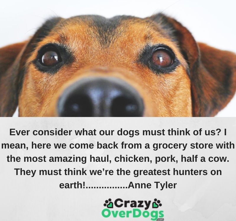 Inspirational Dog Quotes -  Ever consider what our dogs must think of us? I mean, here we come back from a grocery store with the most amazing haul, chicken, pork, half a cow. They must think we’re the greatest hunters on earth. ................Anne Tyler