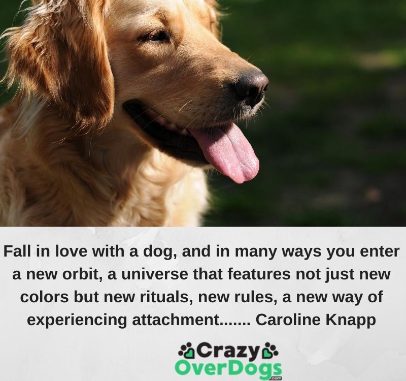 Inspirational Dog Quotes - Fall in love with a dog, and in many ways you enter a new orbit, a universe that features not just new colors but new rituals, new rules, a new way of experiencing attachment....... Caroline Knapp