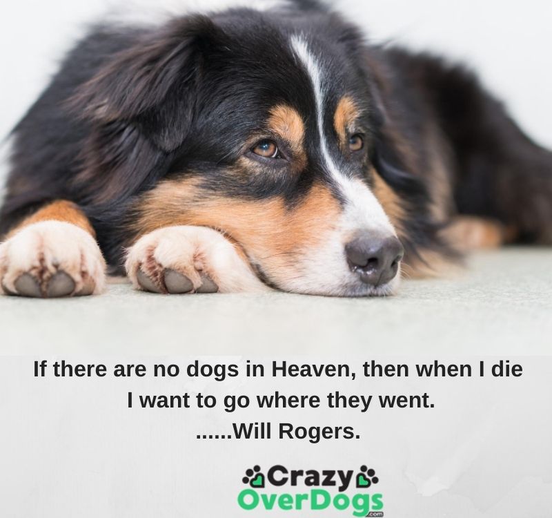 Inspirational Dog Quotes -  If there are no dogs in Heaven, then when I die I want to go where they went.......Will Rogers.