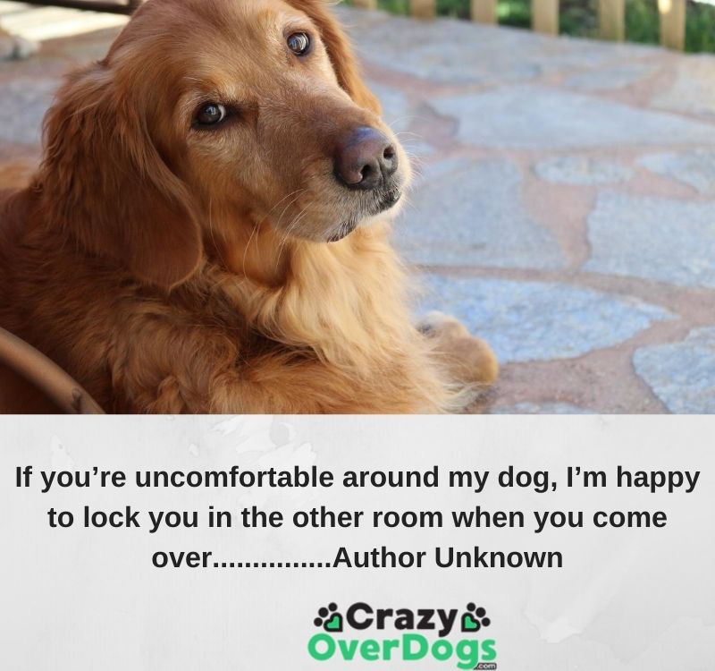 If you’re uncomfortable around my dog, I’m happy to lock you in the other room when you come over. ..............Author Unknown