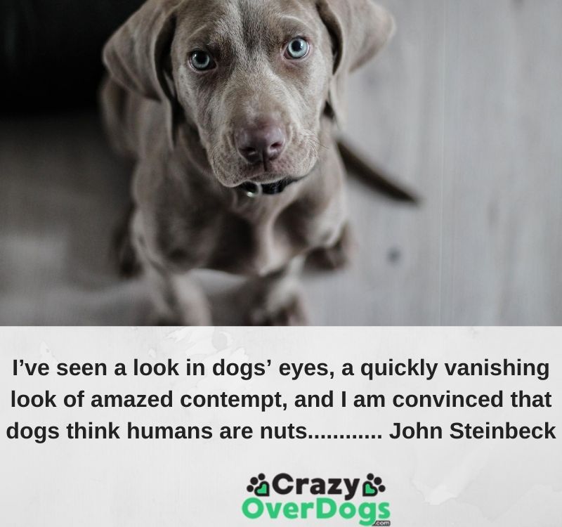 Inspirational Dog Quotes - I’ve seen a look in dogs’ eyes, a quickly vanishing look of amazed contempt, and I am convinced that dogs think humans are nuts............ John Steinbeck