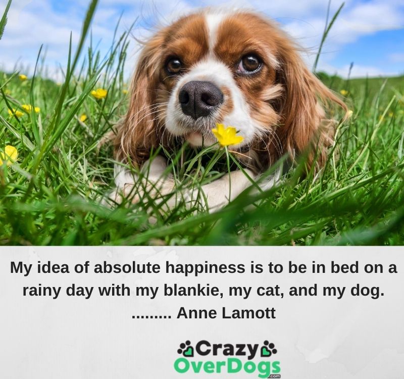 My idea of absolute happiness is to be in bed on a rainy day with my blankie, my cat, and my dog. ......... Anne Lamott