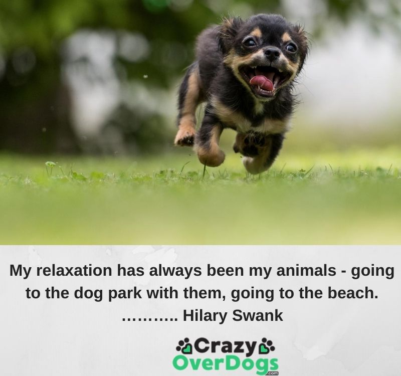 My relaxation has always been my animals - going to the dog park with them, going to the beach.……….. Hilary Swank