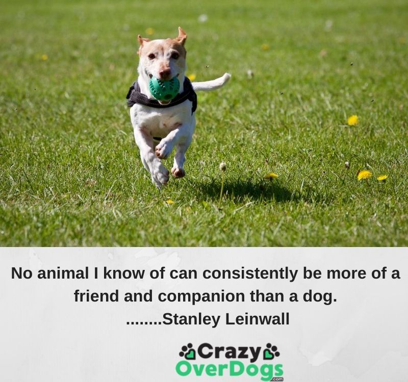 No animal I know of can consistently be more of a friend and companion than a dog. ........Stanley Leinwall