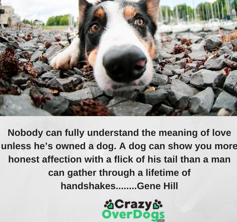 Inspirational Dog Quotes - Nobody can fully understand the meaning of love unless he’s owned a dog. A dog can show you more honest affection with a flick of his tail than a man can gather through a lifetime of handshakes........Gene Hill