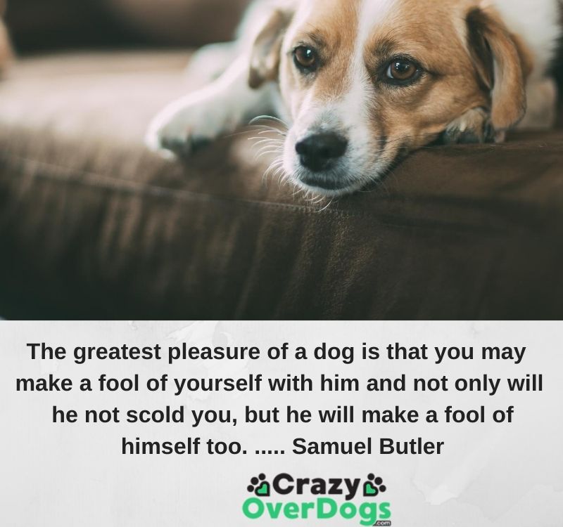 The greatest pleasure of a dog is that you may make a fool of yourself with him and not only will he not scold you, but he will make a fool of himself too. ..... Samuel Butler