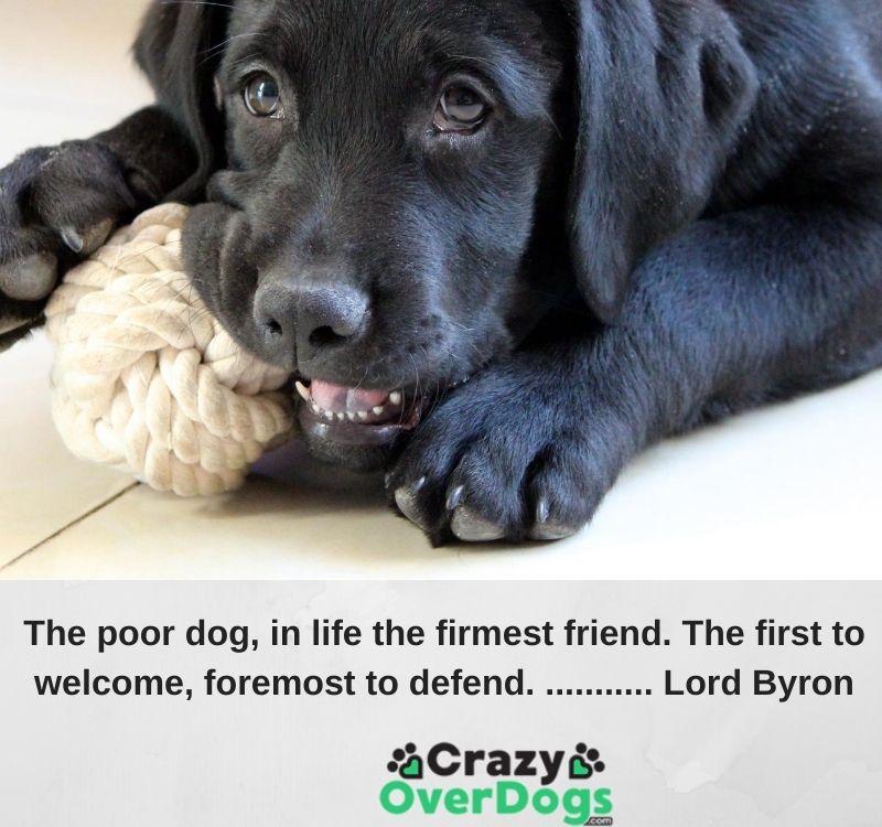 The poor dog, in life the firmest friend. The first to welcome, foremost to defend. ........... Lord Byron