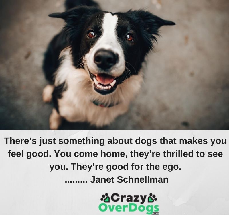 There’s just something about dogs that makes you feel good. You come home, they’re thrilled to see you. They’re good for the ego......... Janet Schnellman