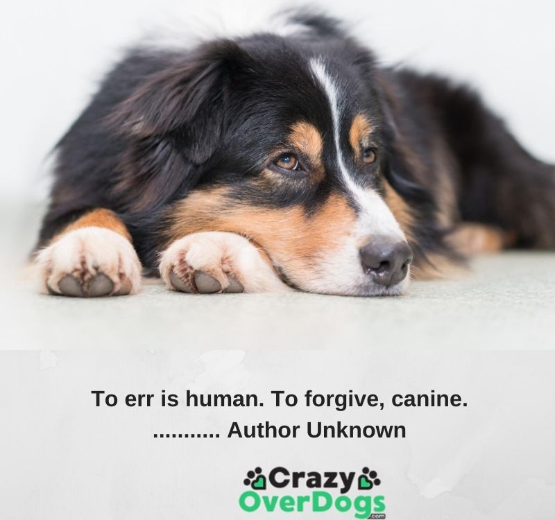 Inspirational Dog Quotes - To err is human. To forgive, canine............ Author Unknown