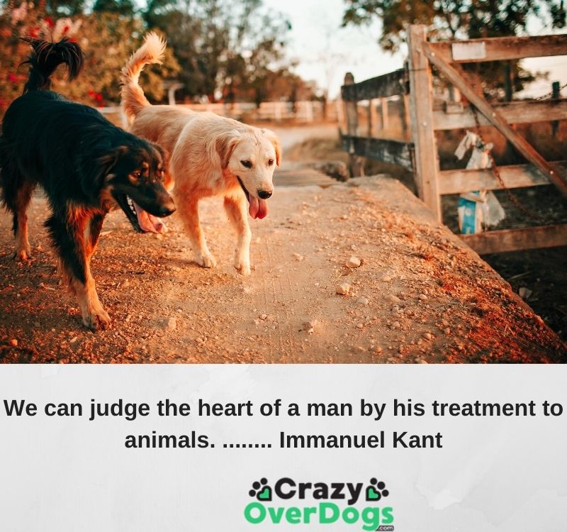 Inspirational Dog Quotes Dog Lovers - We can judge the heart of a man by his treatment to animals. ........ Immanuel Kant