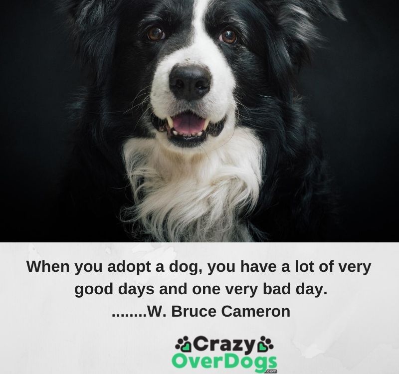 Inspirational Dog Quotes - 37).  When you adopt a dog, you have a lot of very good days and one very bad day.........W. Bruce Cameron