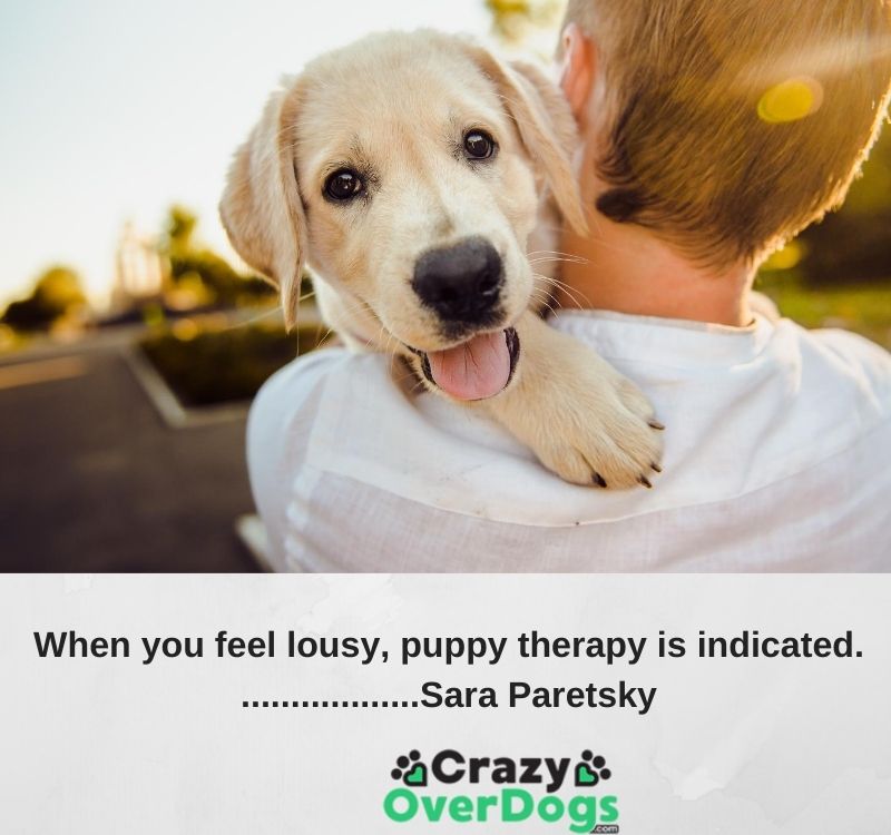 Inspirational Dog Quotes - When you feel lousy, puppy therapy is indicated. ..................Sara Paretsky