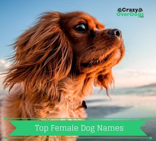 top female dog names