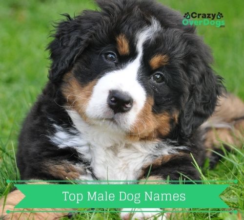 Top Male dog names