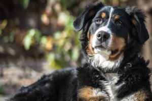 What Causes Hip Dysplasia in Dogs