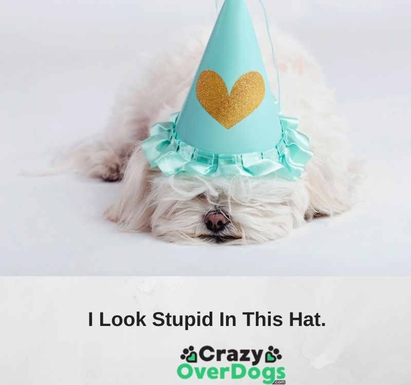 funy dog pictures with captions
