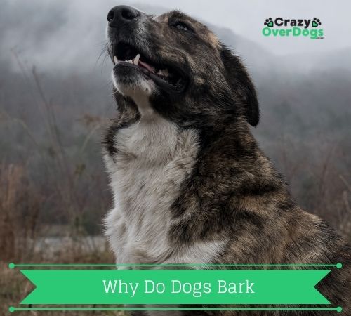 why do dogs bark